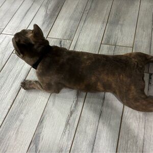 Elegant Tan Dog Collar